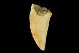 Serrated, Raptor Tooth - Real Dinosaur Tooth #149073-1